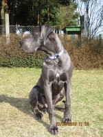 /album/fotogalerie-nachzucht/herr-lehman-3-jpg1/